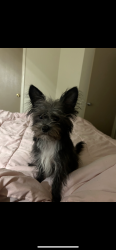 Lost Male Dog last seen 59th ave bethany , Glendale, AZ 85301