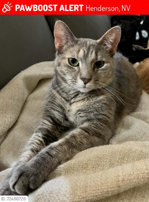 Lost Female Cat last seen Flowing Meadow Dr & Butterfly Ridge Ave, Henderson, NV 89014
