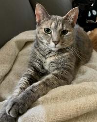 Lost Female Cat last seen Flowing Meadow Dr & Butterfly Ridge Ave, Henderson, NV 89014