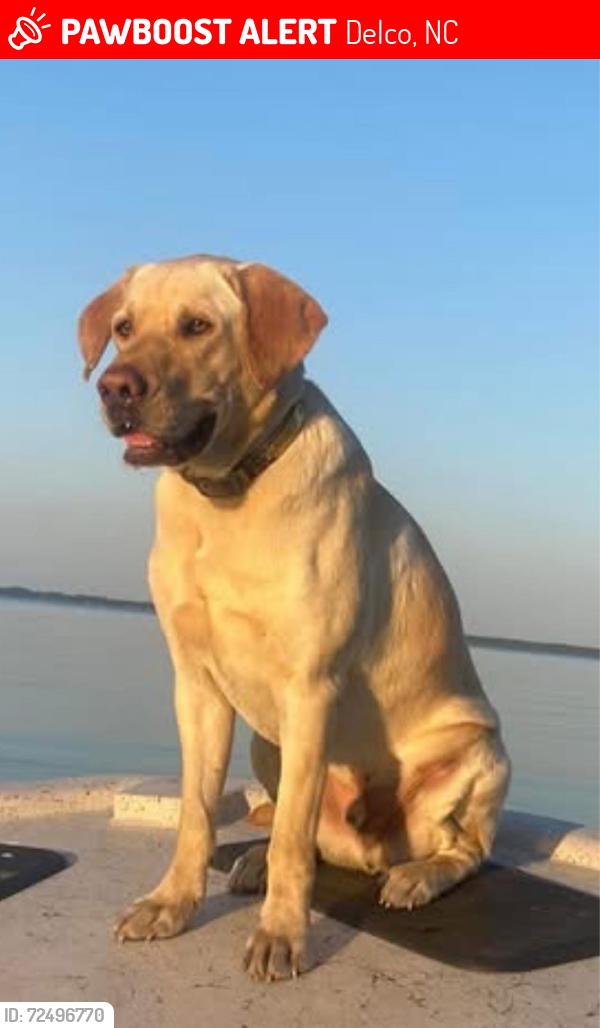 Lost Male Dog last seen Byrdville Rd / 74/76, Delco, NC 28436