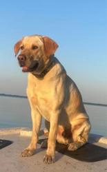 Lost Male Dog last seen Byrdville Rd / 74/76, Delco, NC 28436