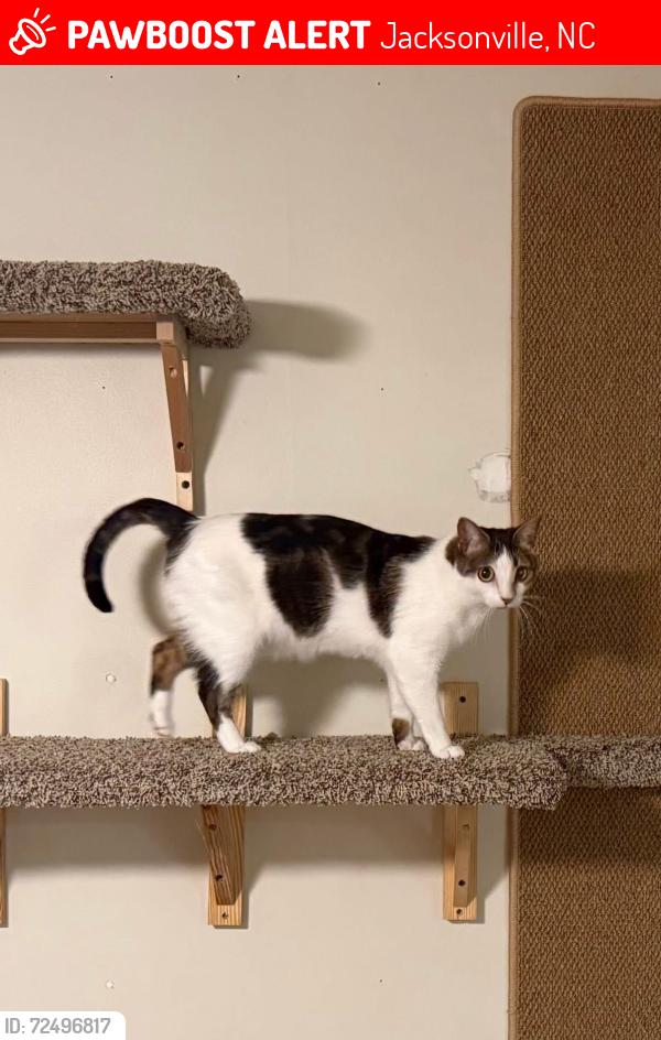 Lost Female Cat last seen Tarawa Terrace 1, Baseball Fields, Treelines, Jacksonville, NC 28543