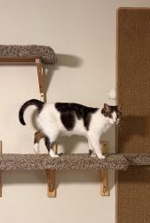 Lost Female Cat last seen Tarawa Terrace 1, Baseball Fields, Treelines, Jacksonville, NC 28543