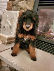 Lost Male Dog last seen Near Sawyer road, Hampden, Hampden, ME 04444
