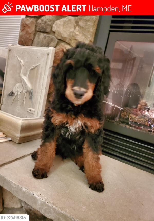 Lost Male Dog last seen Near Sawyer road, Hampden, Hampden, ME 04444