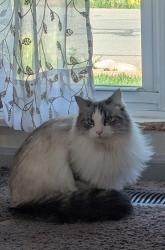 Lost Female Cat last seen 10th &Chase Two Creeks neighborhood , Lakewood, CO 80215