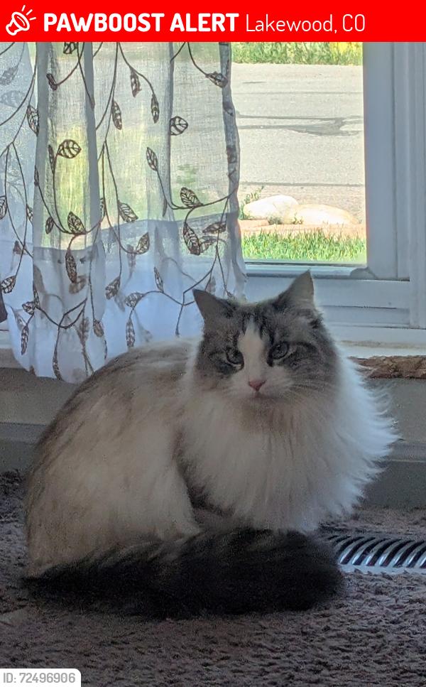 Lost Female Cat last seen 10th &Chase Two Creeks neighborhood , Lakewood, CO 80215