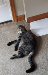 Lost Female Cat last seen park avenue to stuvesant, Lyndhurst, NJ 07071