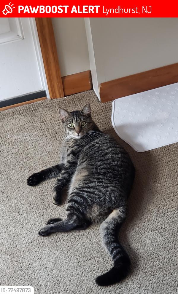 Lost Female Cat last seen park avenue to stuvesant, Lyndhurst, NJ 07071