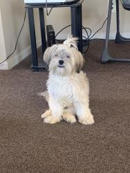 Lost Female Dog last seen Dexter ave, Detroit, MI 48204