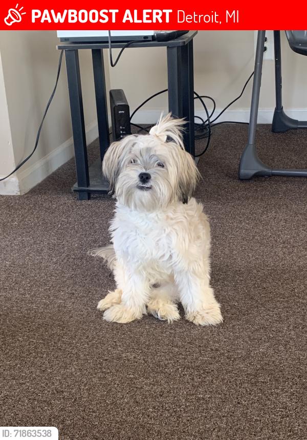 Lost Female Dog last seen Dexter ave, Detroit, MI 48204