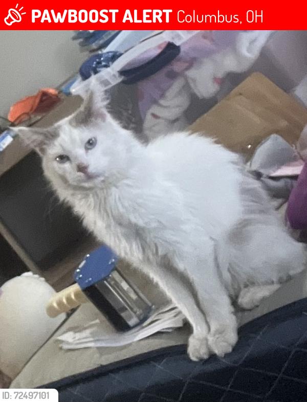 Lost Male Cat last seen Brittany hills area , Columbus, OH 43219