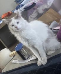 Lost Male Cat last seen Brittany hills area , Columbus, OH 43219
