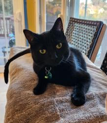 Lost Female Cat last seen Cameron Ave & Malcolm Ave, Oakland, CA 94605