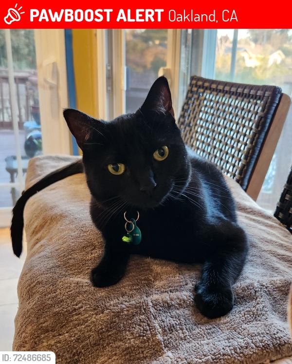 Lost Female Cat last seen Cameron Ave & Malcolm Ave, Oakland, CA 94605