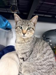 Lost Male Cat last seen N Autumn View Dr., Fayetteville, Fayetteville, AR 72701