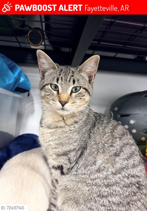 Lost Male Cat last seen N Autumn View Dr., Fayetteville, Fayetteville, AR 72701