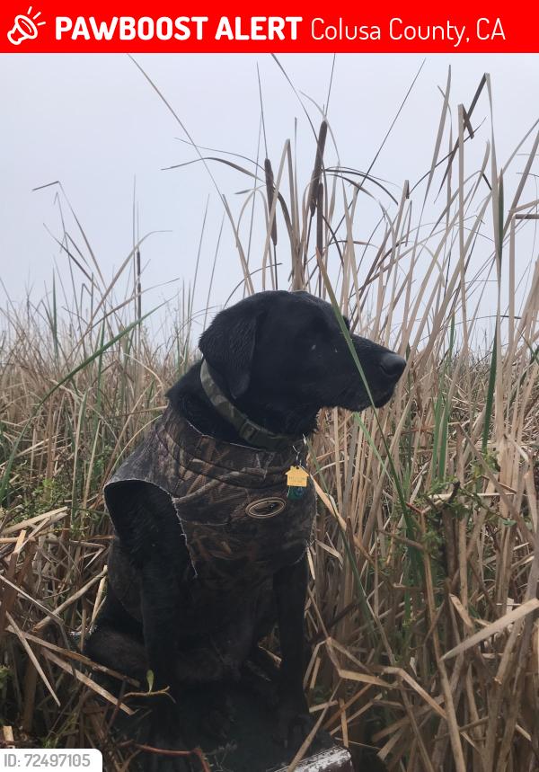 Lost Male Dog last seen Colusa NW Refuge at Abel & OHM Rds, Colusa, CA, Colusa County, CA 95912
