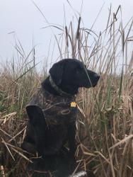 Lost Male Dog last seen Colusa NW Refuge at Abel & OHM Rds, Colusa, CA, Colusa County, CA 95912