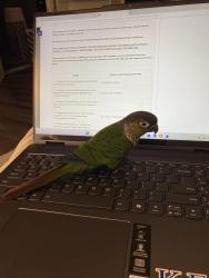 Lost Unknown Bird last seen Intracoast Yatch Club , Sunny Isles Beach, FL 33160