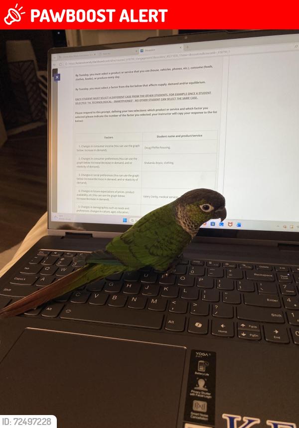 Lost Unknown Bird last seen Intracoast Yatch Club , Sunny Isles Beach, FL 33160
