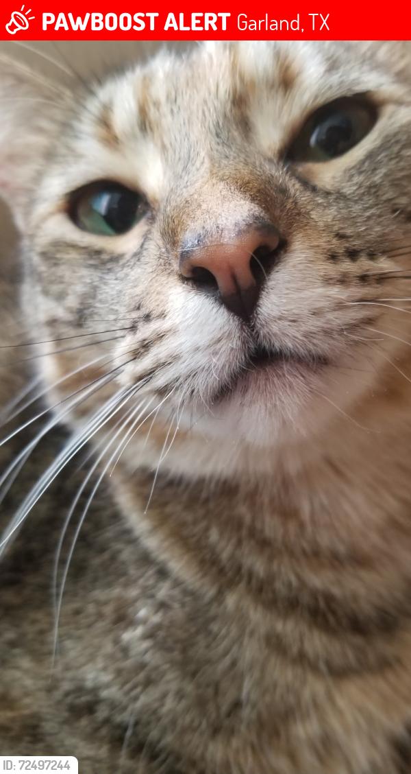 Lost Female Cat last seen Maple drive , Garland, TX 75040