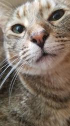 Lost Female Cat last seen Maple drive , Garland, TX 75040