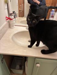 Lost Male Cat last seen Azra , Orange Township, OH 43035