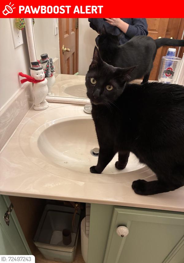 Lost Male Cat last seen Azra , Orange Township, OH 43035