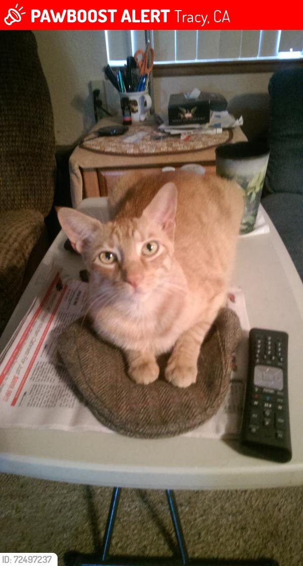 Lost Male Cat last seen Jeffery Dr, Tracy, CA 95376