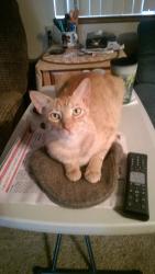 Lost Male Cat last seen Jeffery Dr, Tracy, CA 95376
