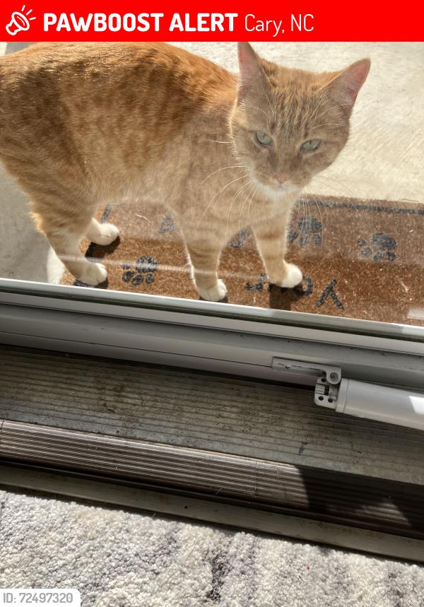 Lost Female Cat last seen East Dynasty Drive in Cary, Cary, NC 27513