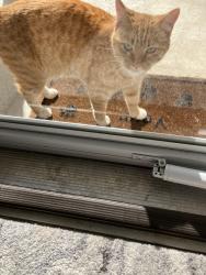 Lost Female Cat last seen East Dynasty Drive in Cary, Cary, NC 27513