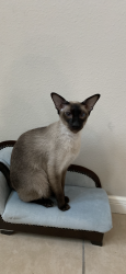 Lost Male Cat last seen Near Mayfield Elementary, Princeton, TX 75407