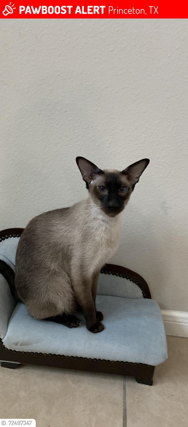 Lost Male Cat last seen Near Mayfield Elementary, Princeton, TX 75407