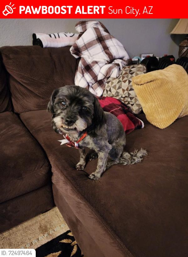 Lost Female Dog last seen 107th avenue and olive , Sun City, AZ 85345
