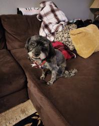 Lost Female Dog last seen 107th avenue and olive , Sun City, AZ 85345