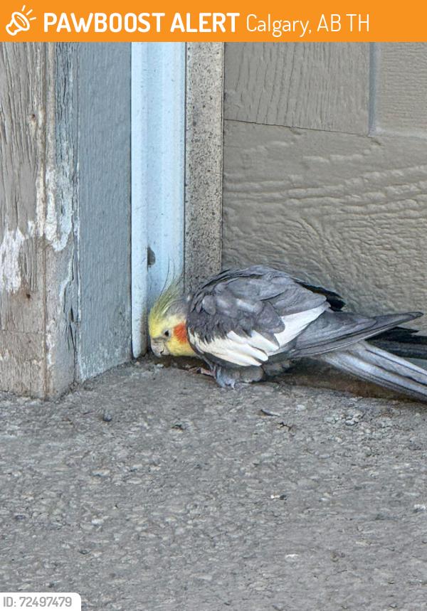 Found/Stray Unknown Bird last seen Webber Academy, Calgary, AB T3H