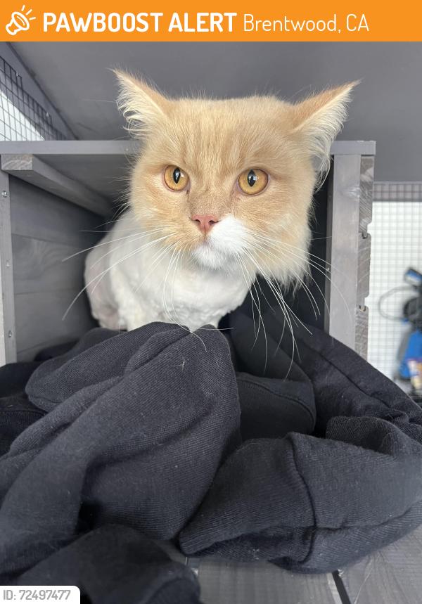 Found/Stray Unknown Cat last seen Sparrow Creek Drive and Stony Creek Drive , Brentwood, CA 94513