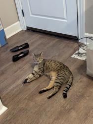 Lost Female Cat last seen Ramblewood Apts Hastings St/Mowry Ave/Behind WholeFoods, Fremont, CA 94536