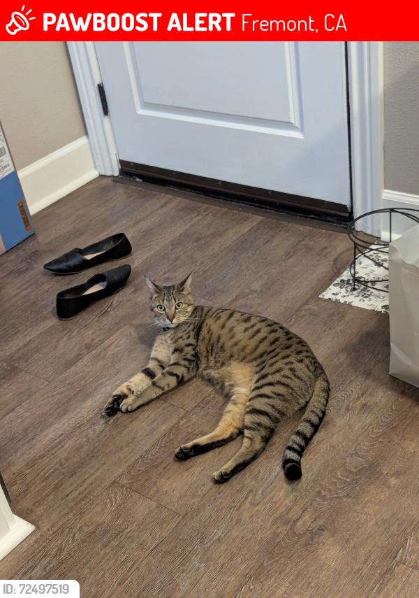 Lost Female Cat last seen Ramblewood Apts Hastings St/Mowry Ave/Behind WholeFoods, Fremont, CA 94536