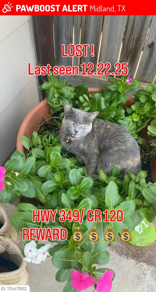 Lost Female Cat last seen Hwy 349 and ECR 120, Midland, TX 79706