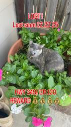 Lost Female Cat last seen Hwy 349 and ECR 120, Midland, TX 79706
