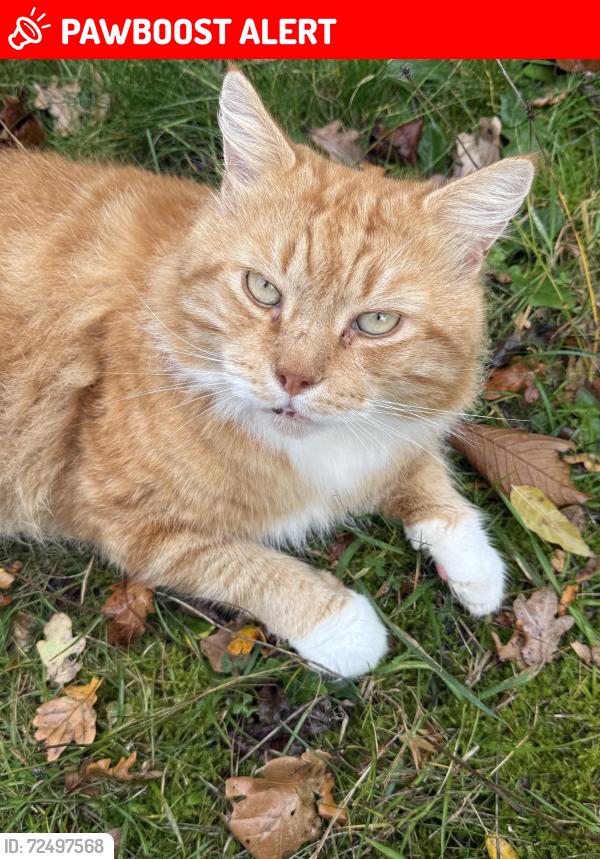 Lost Male Cat last seen Woodford Green, Woodford, England IG8