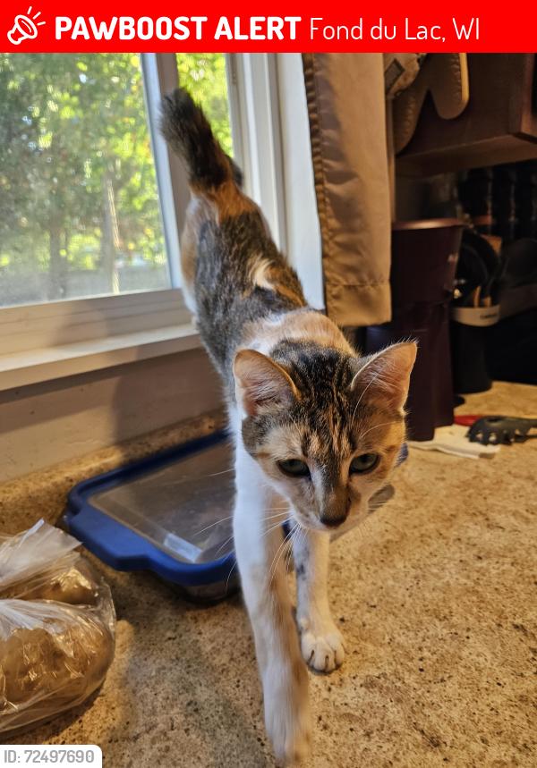 Lost Female Cat last seen Forest Ave , Fond du Lac, WI 54935