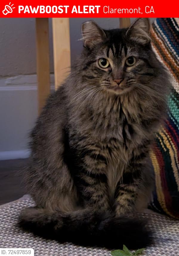 Lost Female Cat last seen 4th and Harvard, Claremont, CA 91711