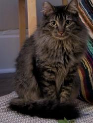 Lost Female Cat last seen 4th and Harvard, Claremont, CA 91711