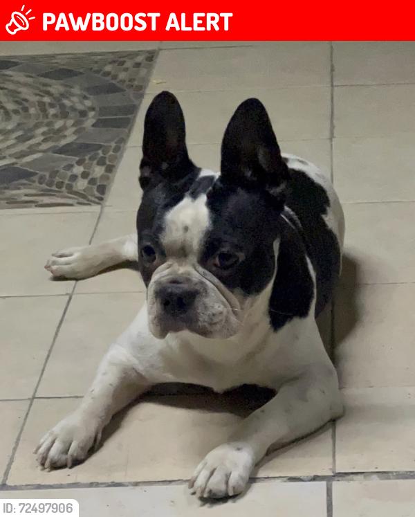 Lost Male Dog last seen Paseo de las palmas 2do sector Apodaca Nuevo León , Ciudad Apodaca, N.L. 66635