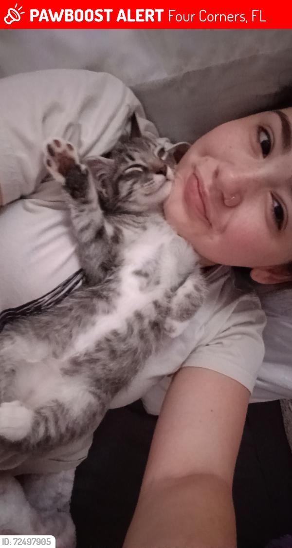 Lost Male Cat last seen N old lake Wilson Rd. And Sinclair Rd., Four Corners, FL 34747