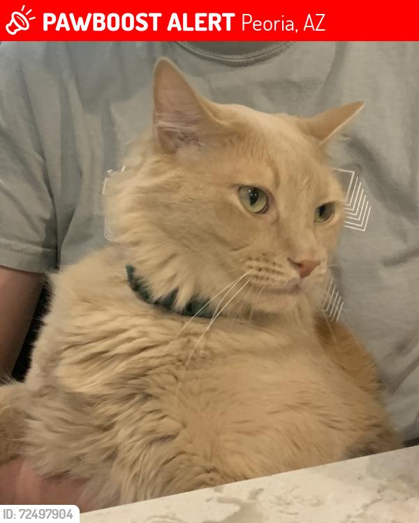 Lost Male Cat last seen Ridgeline and Sunset 9n Vistancia, Peoria, AZ 85383
